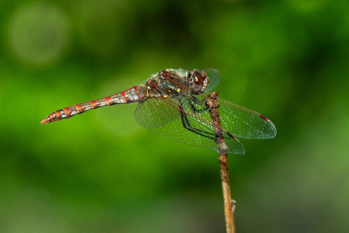 A dragon fly rests on a branch of an Asian pear tree earlier this month inside the Safe Harbor community garden adjacent to a tiny home community created by Robin Moore in Del Paso Heights.