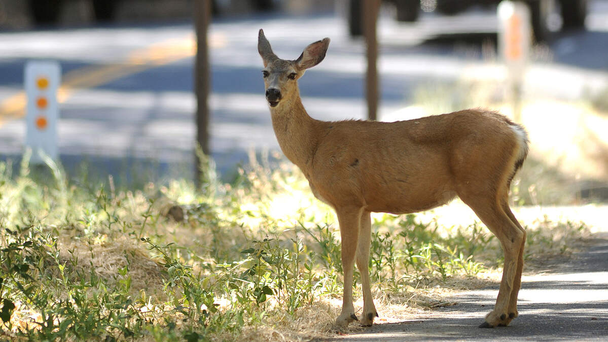 A deer takes refuge alongside the road. When a vehicle strikes an animal in Sacramento, officials have a system in place to clear the road and dispose of the body.