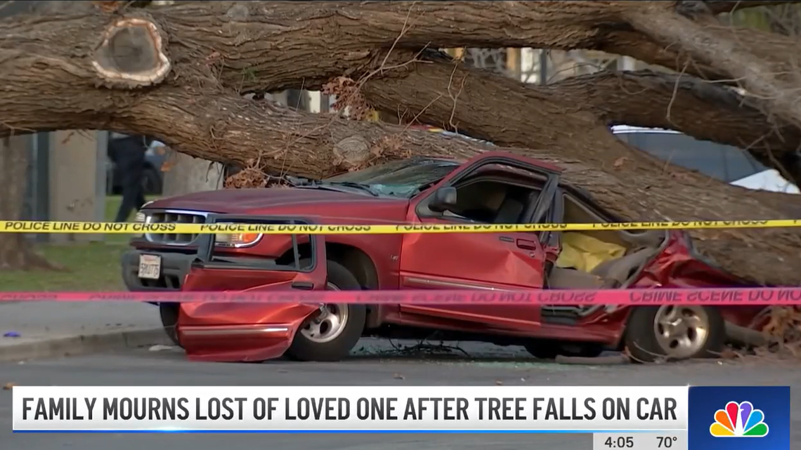 A 60-foot bur oak tree crushed a woman inside a Ford Explorer on Feb. 19, 2023, at Pearson Park in Anaheim, California, officials said. She was killed.