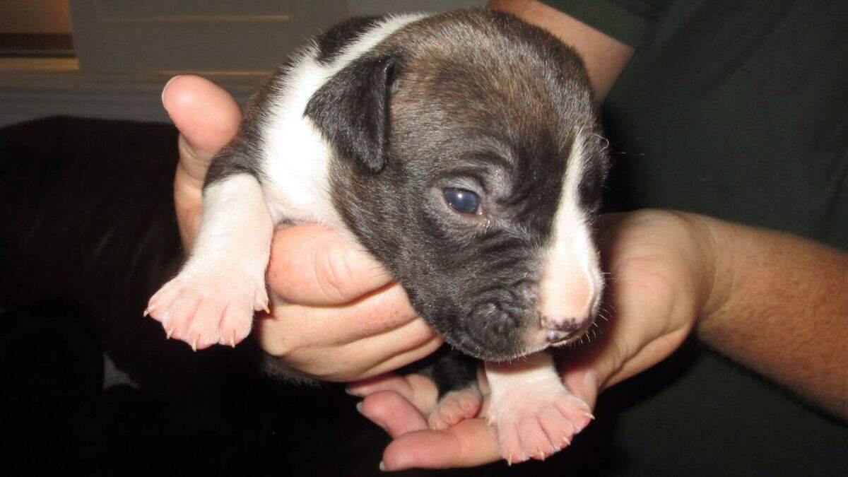 Four puppies and two emaciated dogs were seized by Amador County Animal Control on Friday.