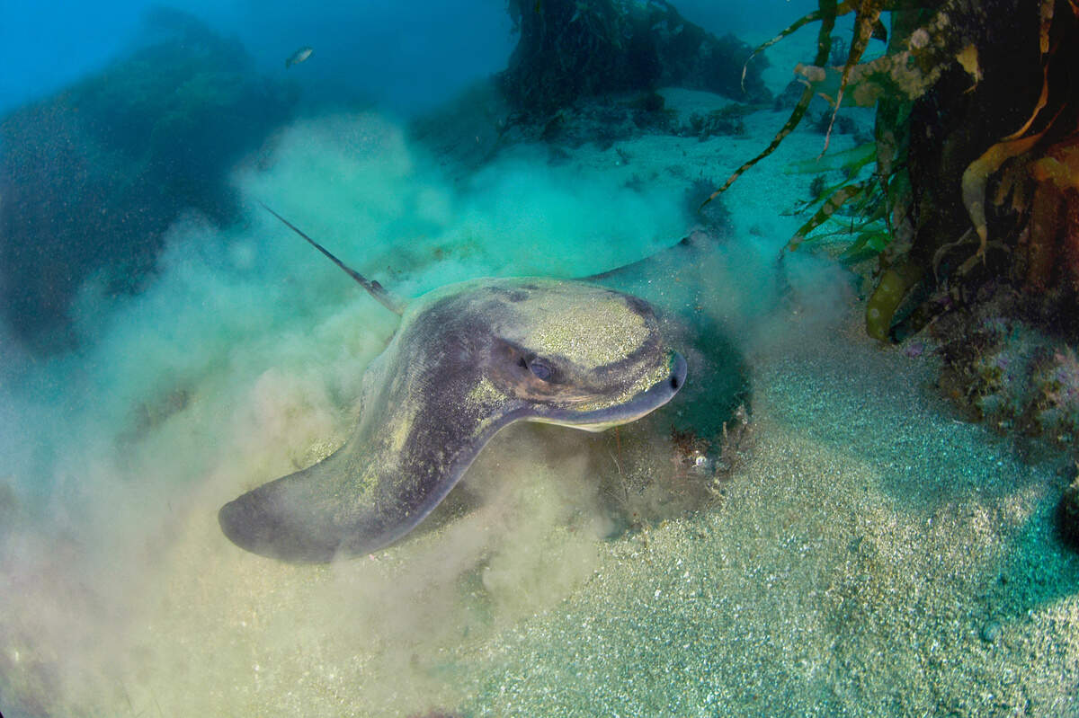 A feeding bat ray digs in the sand hunting for small crabs, shrimps and clams on a Catalina Island reef.