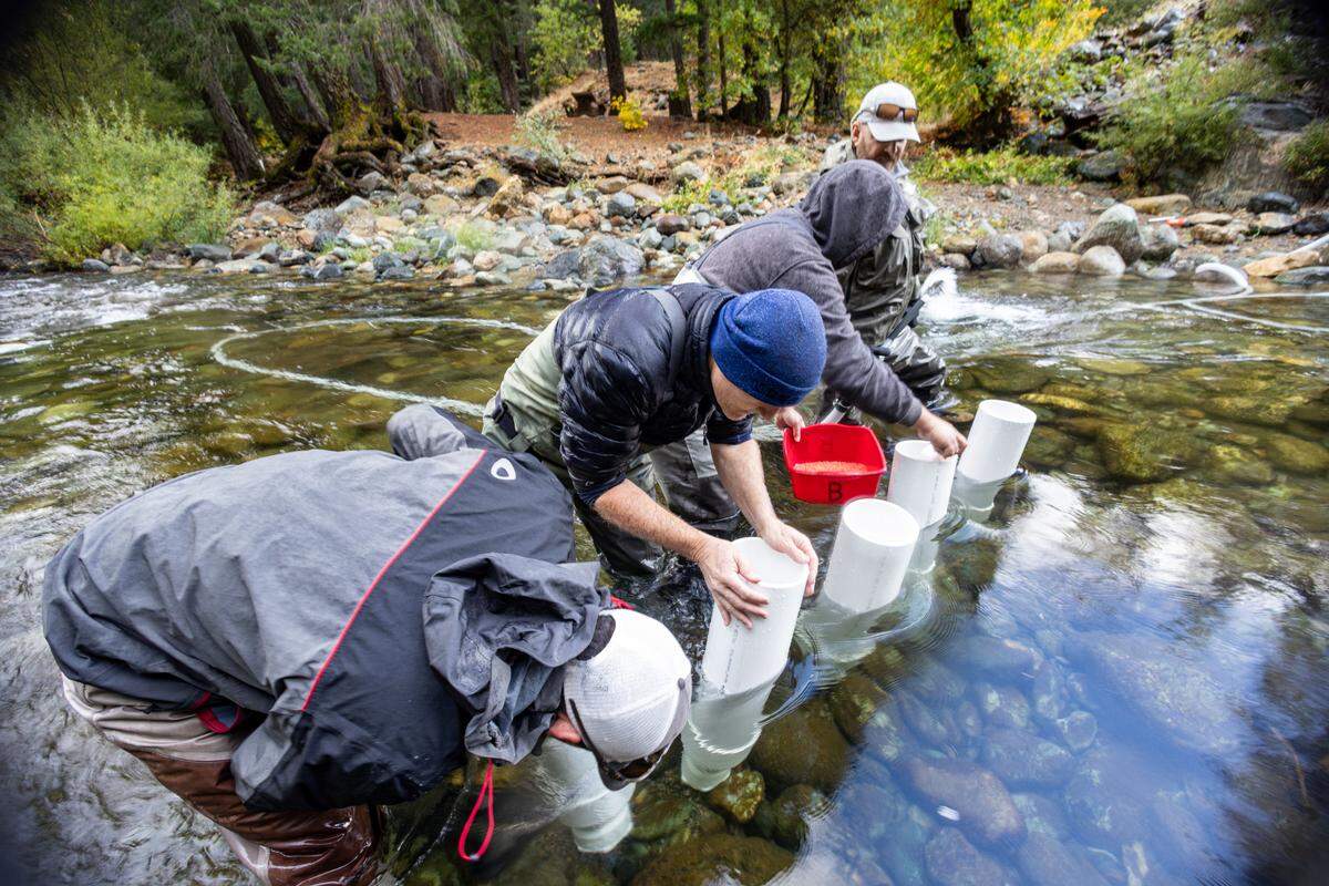 California Department of Fish and Wildlife biologists and fisheries staff, working with partners including the U.S. Forest Service, artificially plant pre-fertilized Spring-run Chinook salmon eggs into the gravel bottom of the North Yuba River, near Downieville, in a first of its kind project on Oct, 28, 2024.