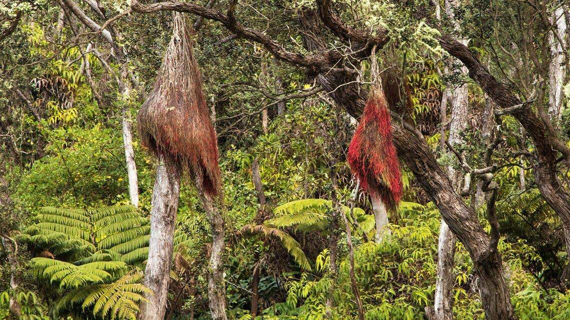 Creepy red pods found hanging from trees as Hawaii Volcanoes National Park are not a foreign growth. They are aerial roots, which develop in response to stress, the National Park Service says