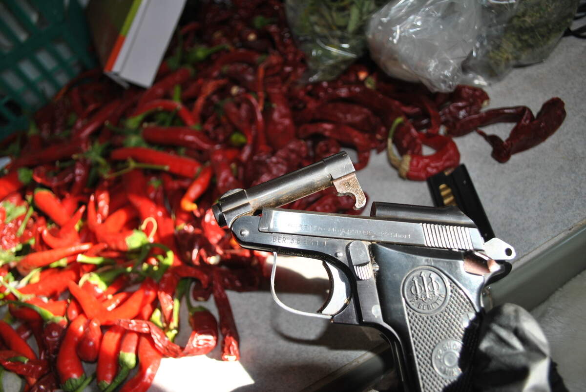 A .22-caliber Beretta and a mound of serrano peppers were found amid the processed pot at a house on Gavilan Road in Mariposa County after a 2016 sheriff’s deputies raid.
