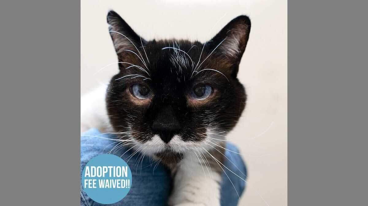 Suki is a 14-year-old mustachioed 16-pound cat. Sukiâs adoption fee has been generously sponsored by Mark M. Glickman.