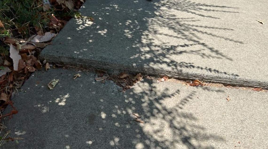 The section of sidewalk pushed up by a tree root was also obscured by shadows and overgrown plants when a Davis resident tripped, causing injuries to her head and neck that required surgery.