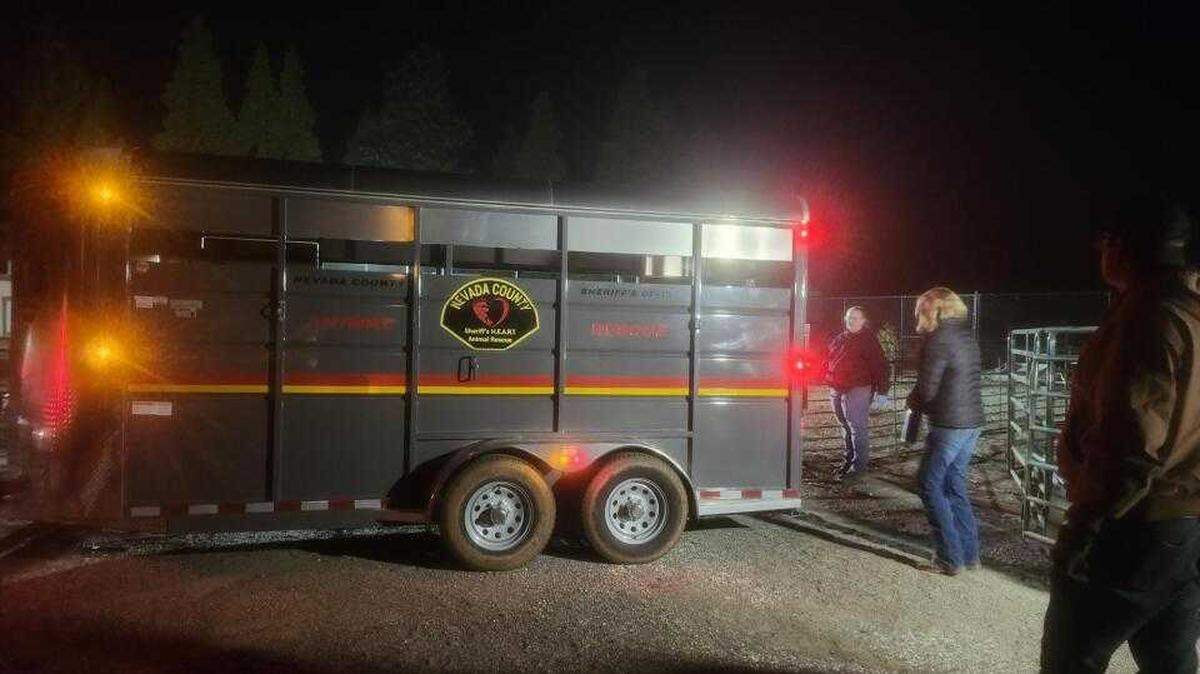 Nevada County sheriff’s officials on Thursday Dec. 11, 2025, arrested a Grass Valley man on suspicion of animal cruelty after authorities rescued more than 200 animals on Nov. 30 and Dec.1, 2025, from a Meyer Ravine Road property where animals were found dead, sickly or emaciated.