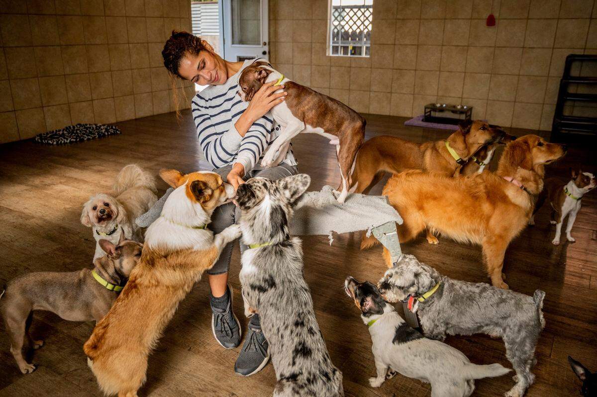Cha Cha’s Dog Daycare owner Desalene Jones is joined by a pack of dogs at her East Sacramento business on Tuesday, Dec. 9. Her daycare was one of four black-owned Sacramento businesses to receive an award from the Comcast RISE program, which supports small businesses owned by people of color.
