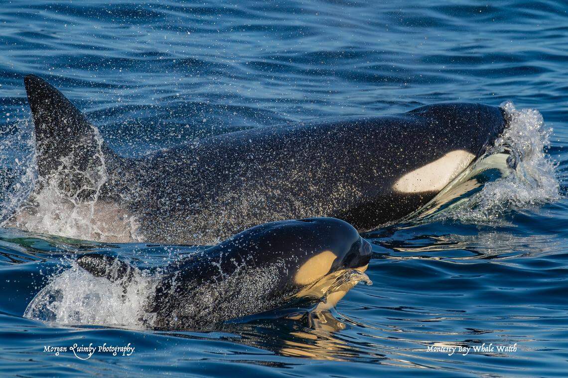 Experts said older orcas were teaching the pod’s youngest calf hunting techniques.