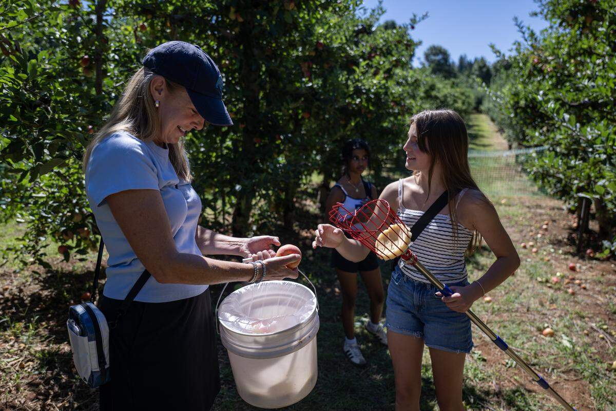 Samantha Daley hands a fresh picked apple to her mother Stephanie as her friend Rhea Agrawal waits her turn at O'Halloran's Apple Trail Ranch in Apple Hill on Monday. 