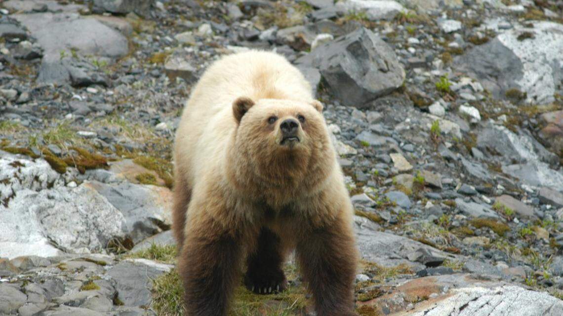 A startled bear (not the one pictured) attacked a man in his backyard in New Castle, Colorado, on Oct. 1, wildlife officials said.