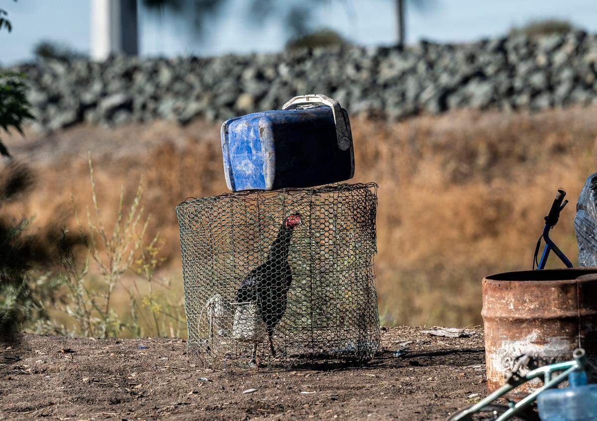 A rooster is caged at a homeless camp where many Asian men and women lived for years on Morrison Creek in south Sacramento on Thursday, Oct. 6, 2022.