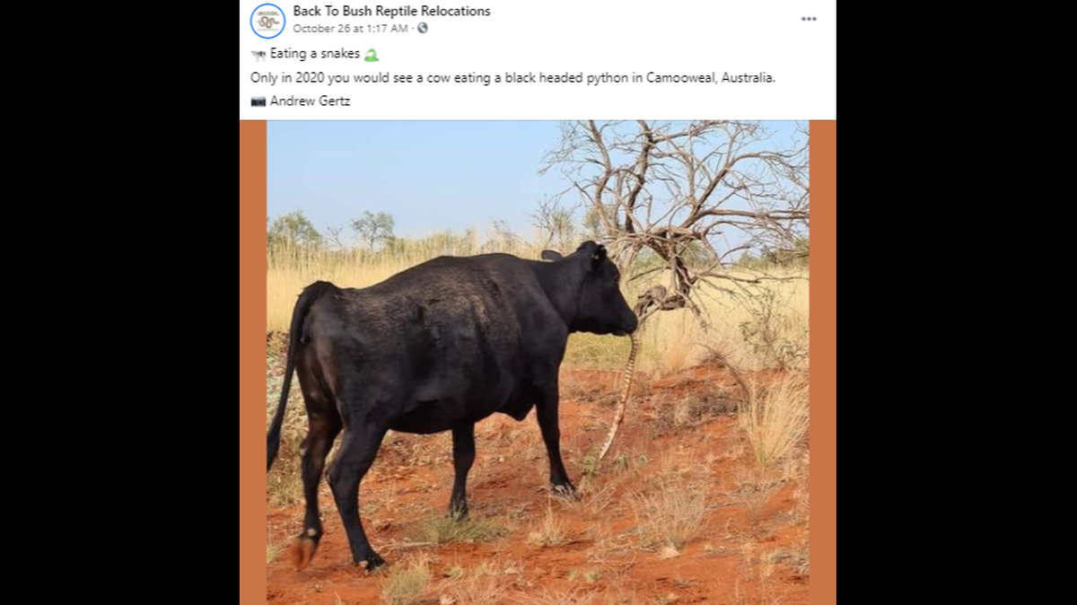 Cows eating snakes? Yes, that’s what this photo out of Australia shows going on, and experts say its not so far fetched.