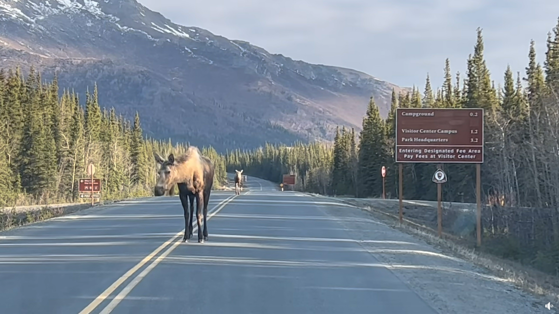Video shows a moose and her baby cruising down a deserted highway in Denali National Park and Preserve.