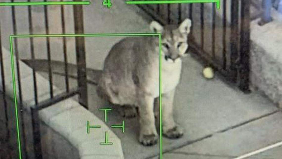 A mountain lion that led officers on a chase through Santa Ana, California, back yards has been tranquilized and relocated to the wild.