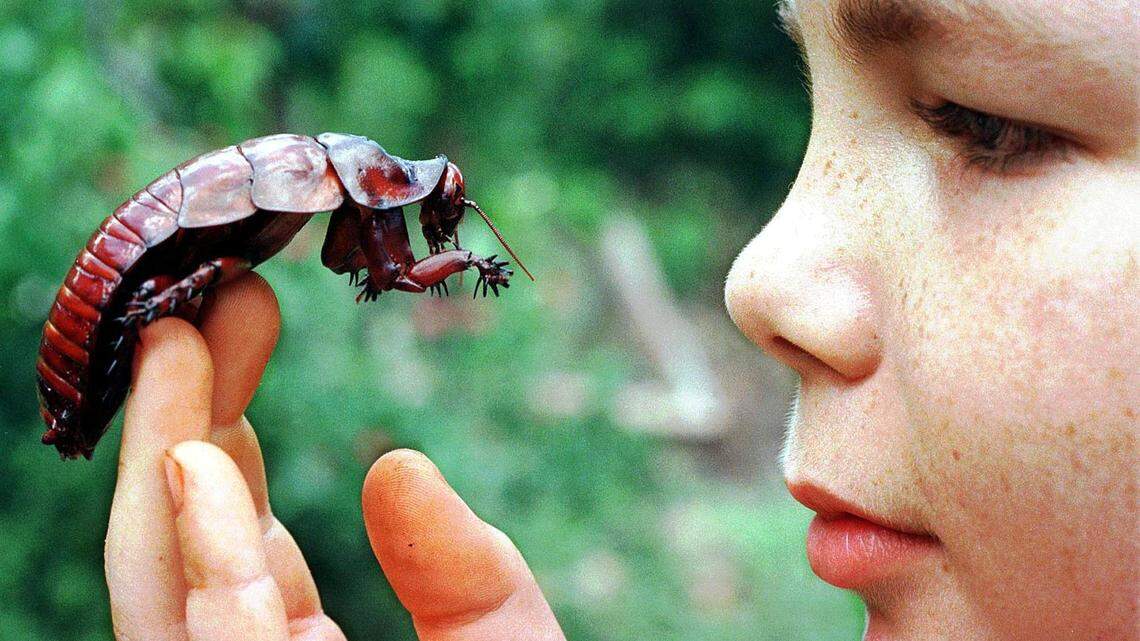 Eleven-year-old Paul Hasenpusch eyes his pet cockroach “Cocky” at his home in Cairns, Australia In 1998. The Hemsley Conservation Center in Kent, England, will name a cockroach after your ex for Valentine’s Day for a 1.5 pound donation, or about $1.92 in U.S. dollars.