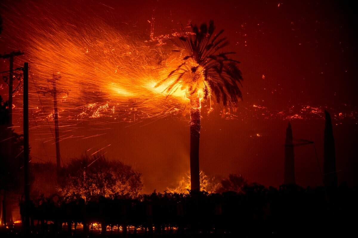 The Glass Fire burns a palm tree above vineyards along the Silverado Trail near St. Helena in the Napa Valley on Sunday night, Sept. 27, 2020.