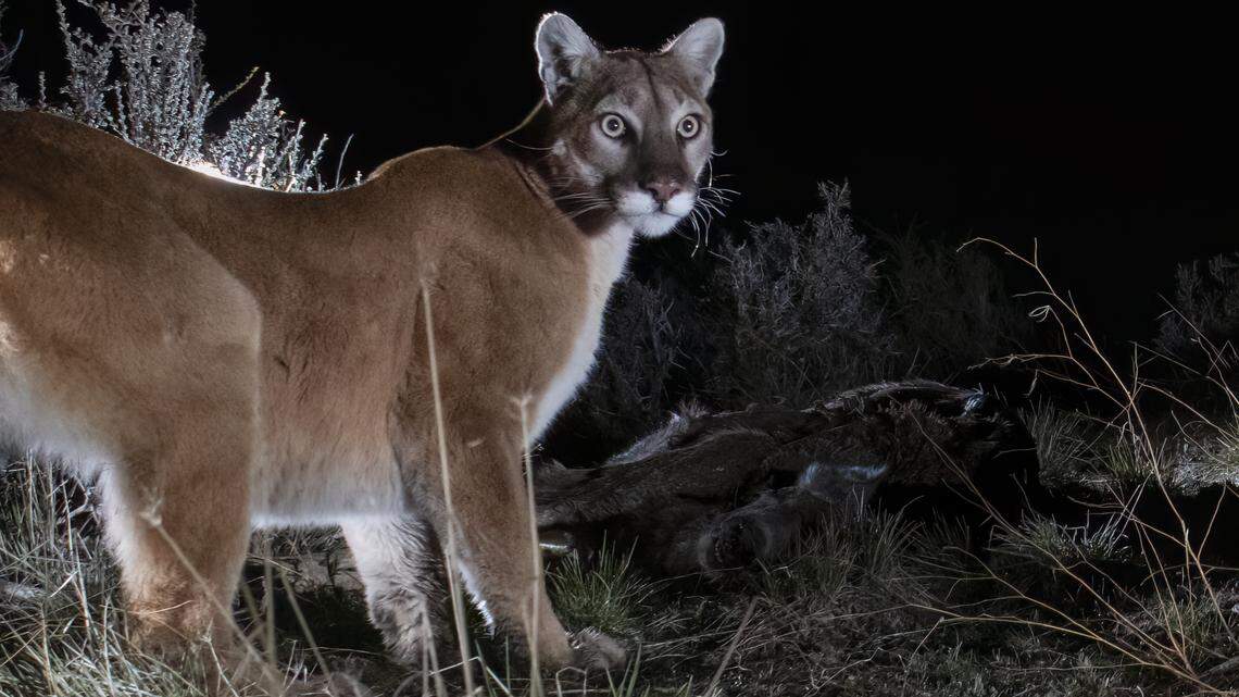 Are mountain lions a threat in California? How to weigh the latest warnings