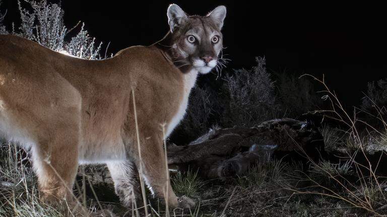 Are mountain lions a threat in California? How to weigh the latest warnings