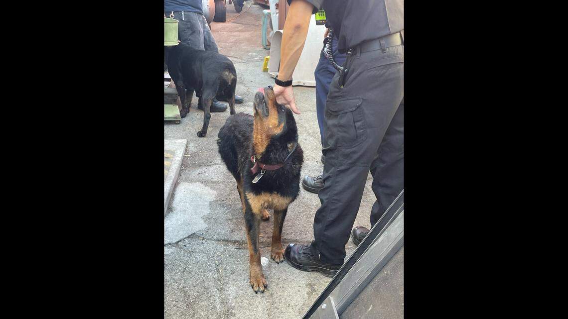 A dog was rescued after fleeing the sound of fireworks and getting wedged between two buildings, California rescuers said. 
