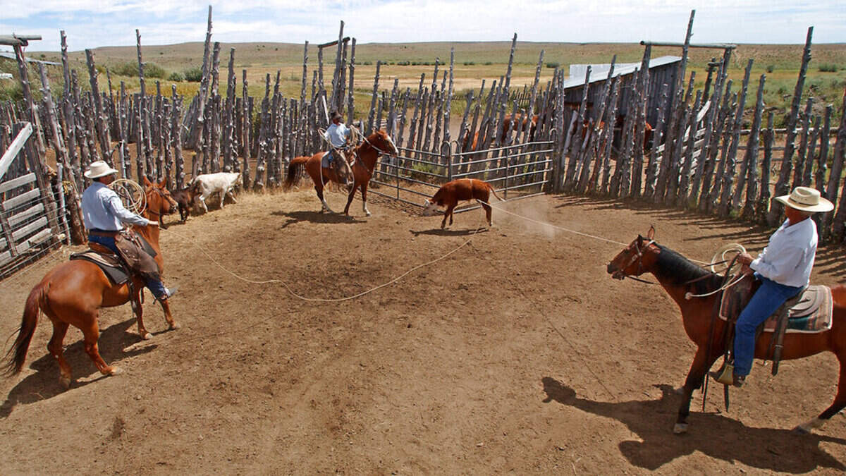 A California county has banned an unsanctioned rodeo event called wild cow milking.