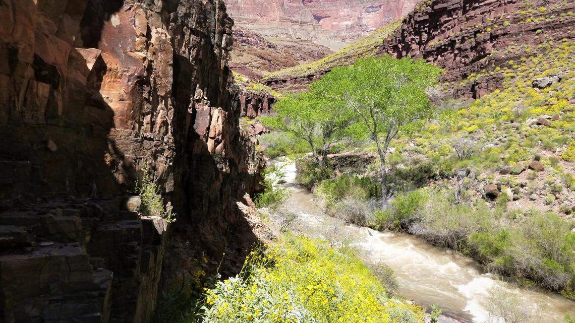 A backpacker died along Thunder River Trail as temperatures hit 115 degrees in the Grand Canyon, park rangers said.