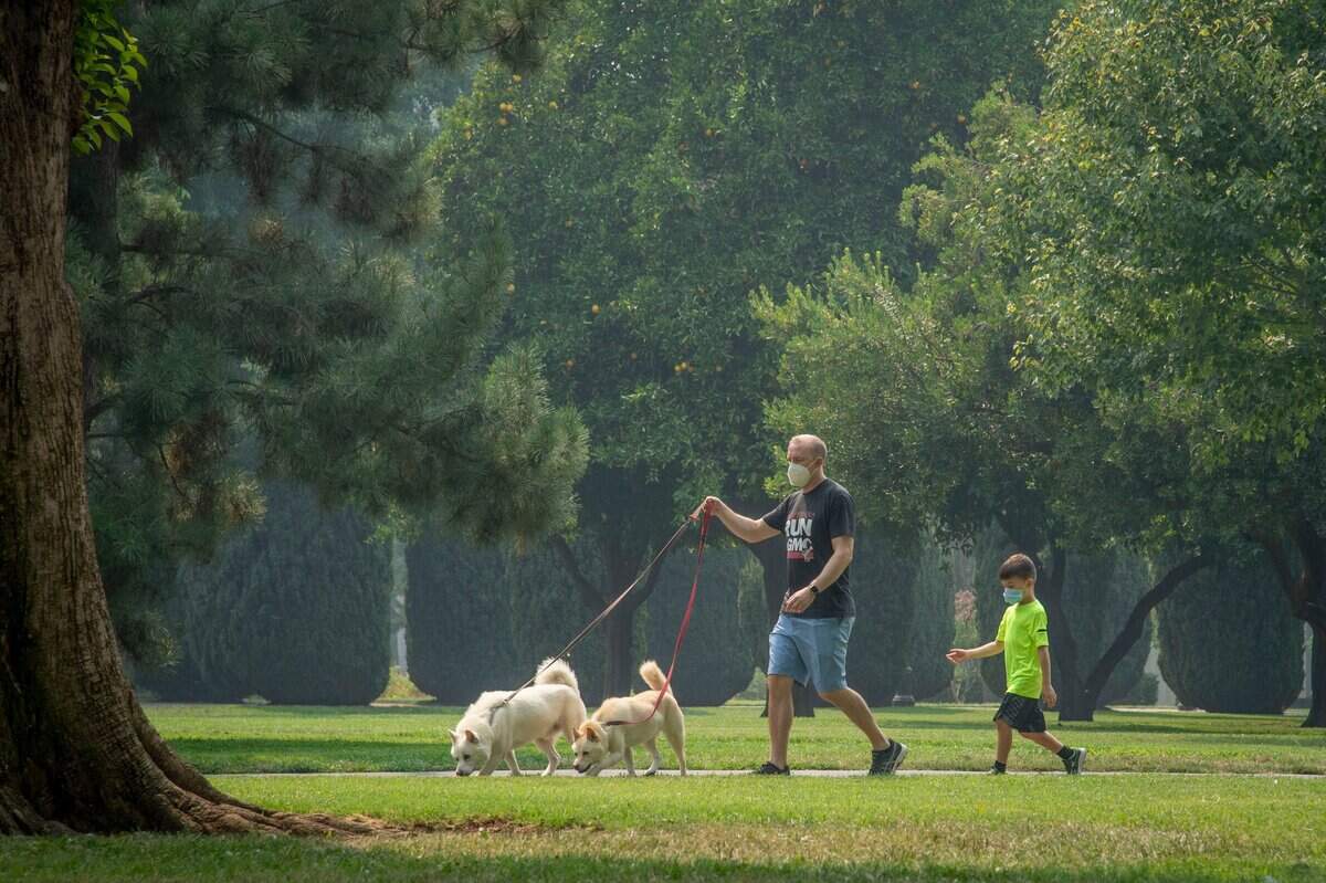 Vacaville fire evacuee Matthew Van Sciver and son Elijah, 6, walk their dogs through Capitol Park in Sacramento on Friday, Aug, 21, 2020, as they got the word that the evacuation around their home will soon be lifted. Health officials have recommended the people stay indoors due to the unhealthy air conditions as the smoke from dozens of wildfires blankets the state.