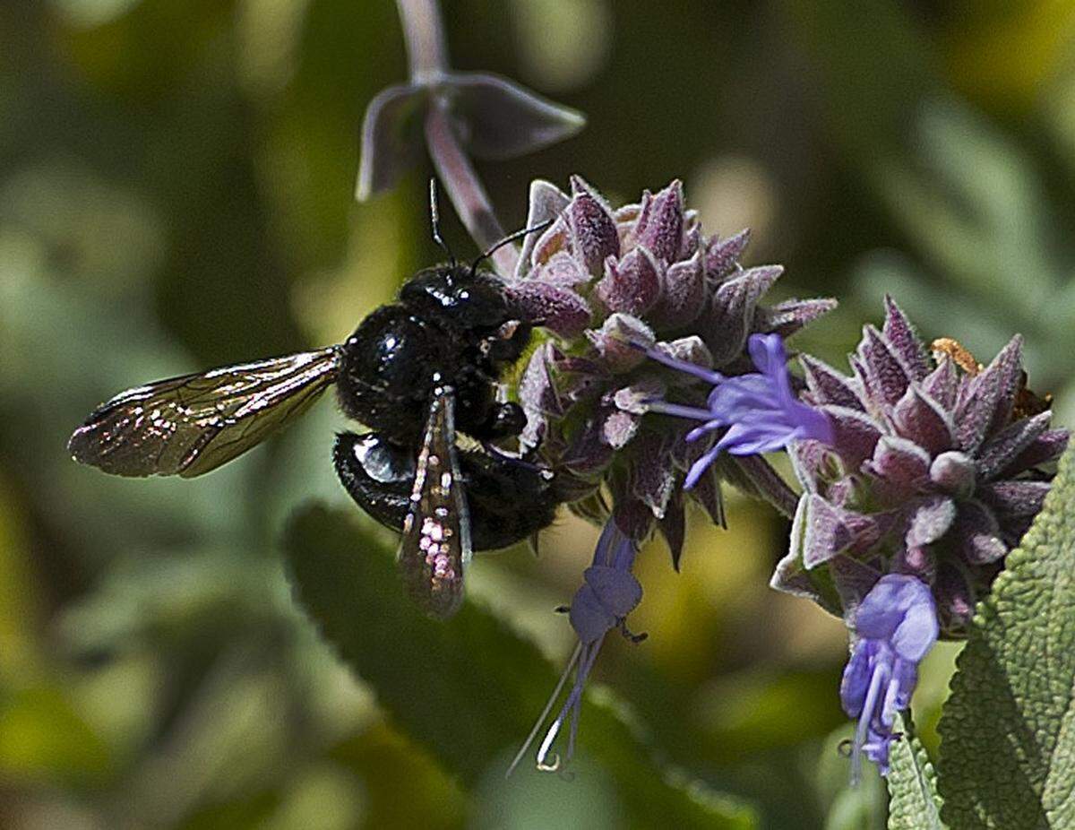 The Valley carpenter bee is the most common kind of carpenter bee in California.
