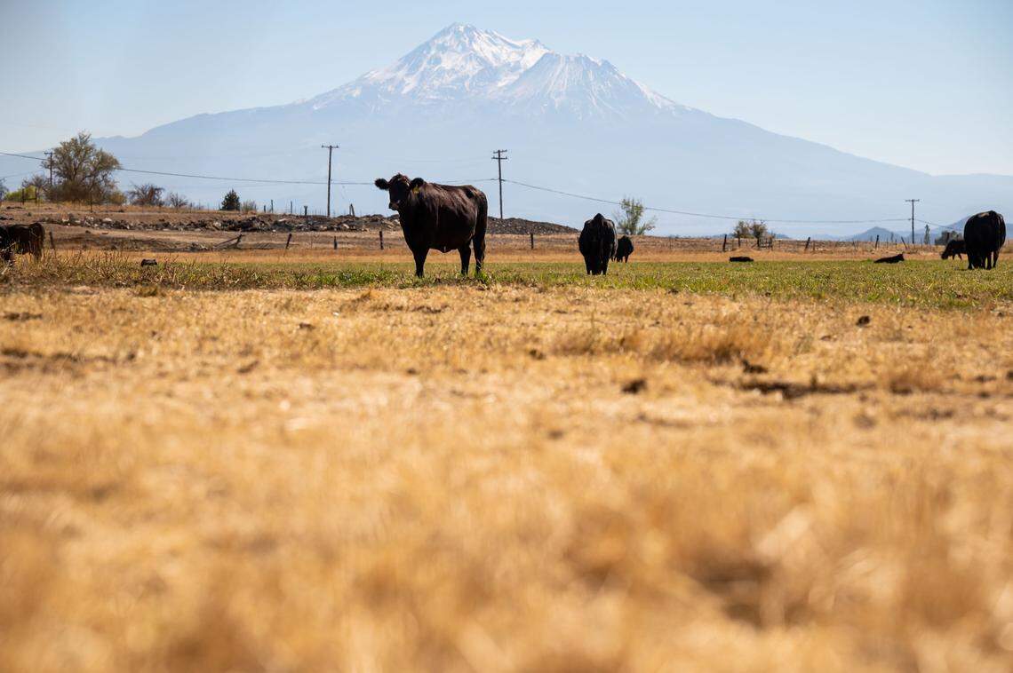 Jim Scala’s cattle stand in a field on his ranch in September, in view of Mount Shasta outside Montague in Siskiyou County.