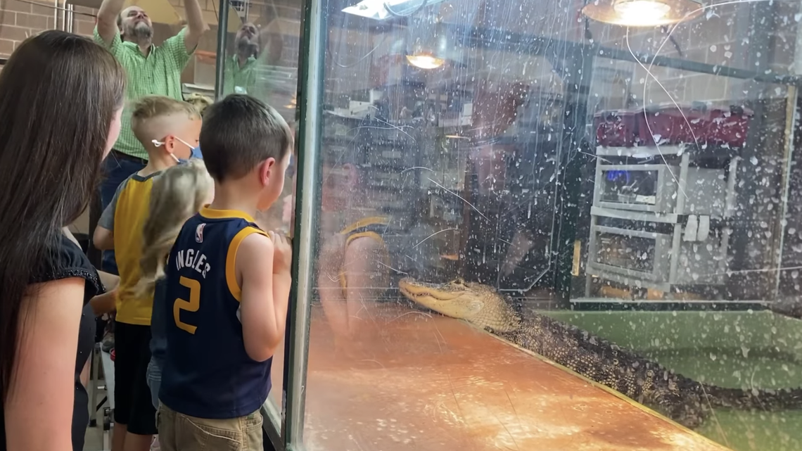 Lindsay Bull, a handler at Scales & Tails Utah, was seen on video being bitten and dragged into a tank by an alligator. A guest jumped in and saved her.