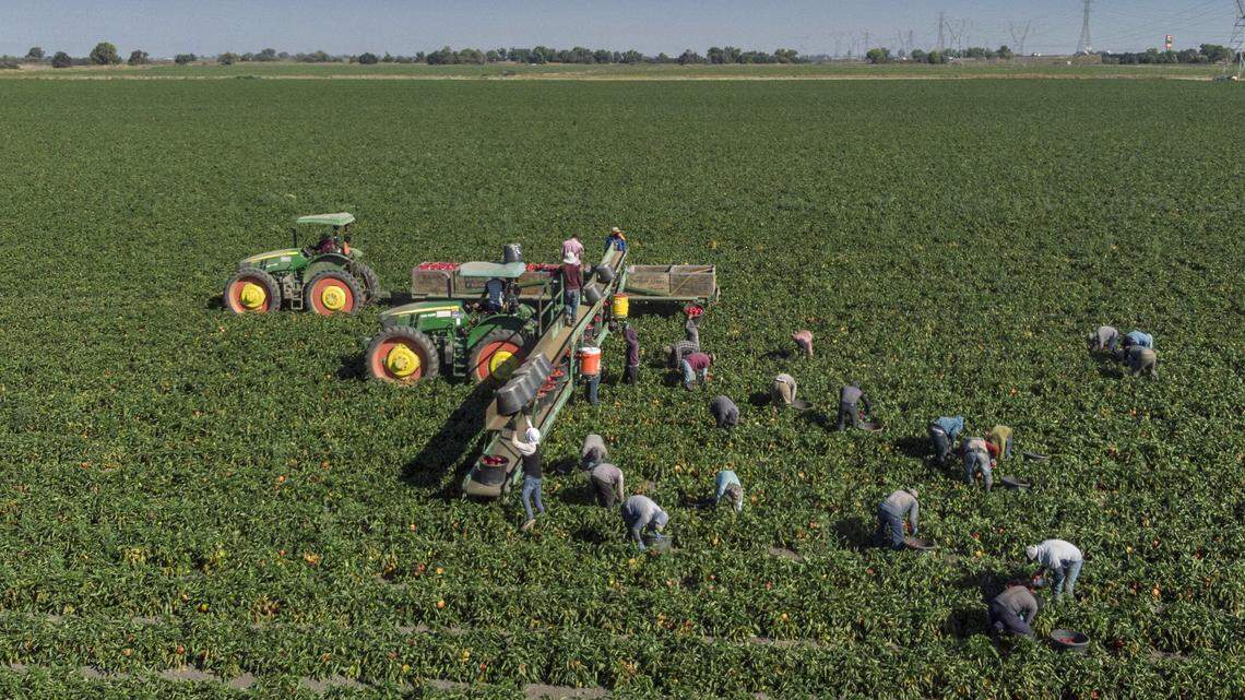 Workers harvest bell peppers in Lodi in 2018. Gov. Gavin Newsom vetoed a bill that would have made California’s undocumented seniors eligible for monthly cash assistance.