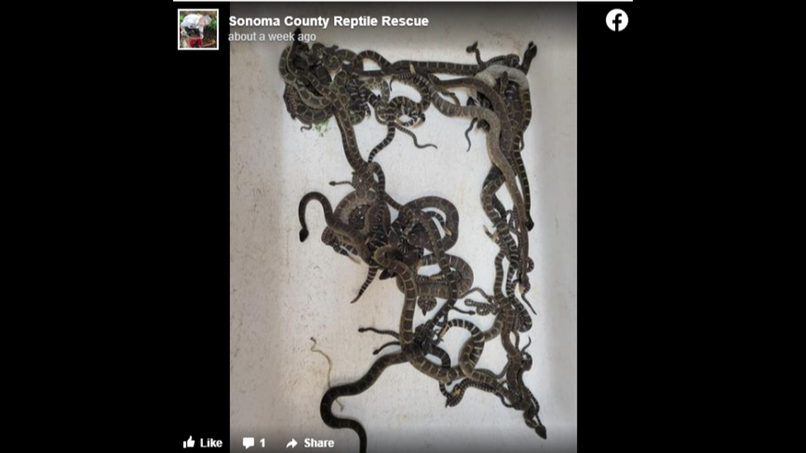 A call about snakes living under a Sonoma County woman’s home led to 59 baby rattlesnakes and 22 adults, reptile experts said.