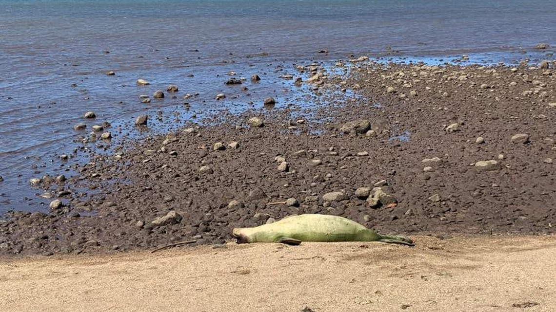 An endangered monk seal died after a gunshot wound to the head on the island of Moloka’i in Hawaii, officials said. It is the third seal killed this year.