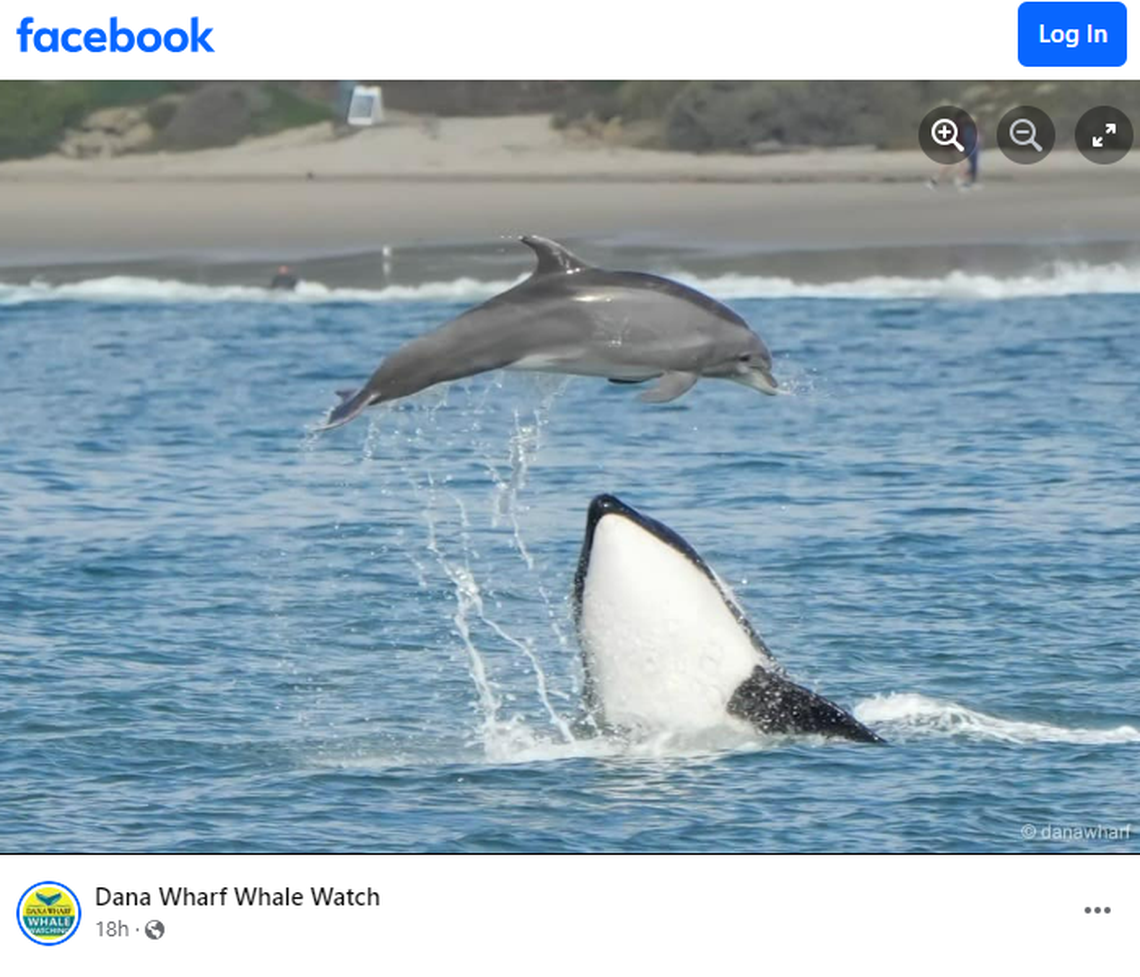 Tourists described the encounter as “incredible.”