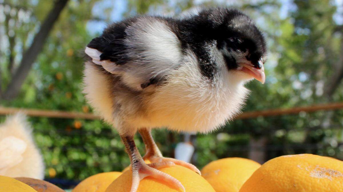 A baby chicken perches on citrus in a Sacramento backyard.