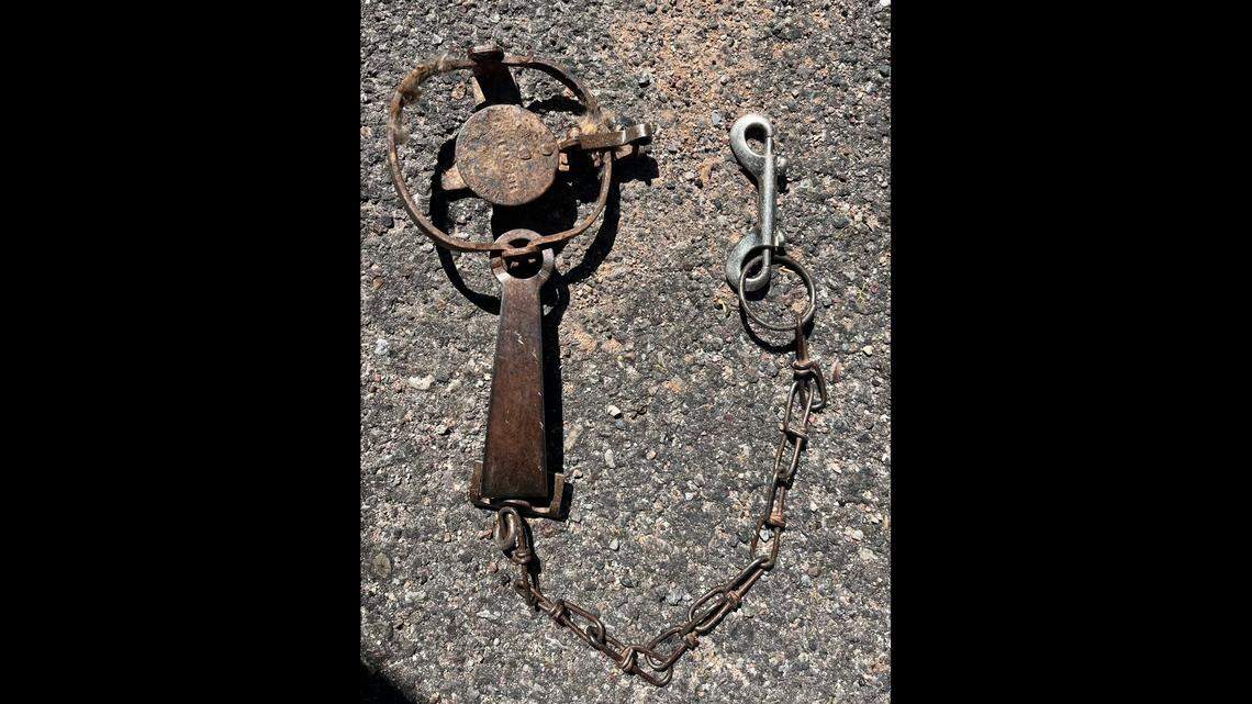 A dead bobcat was found hanging from an illegal leg hold trap March 8, 2023, in Tucson, Arizona, wildlife officials said.