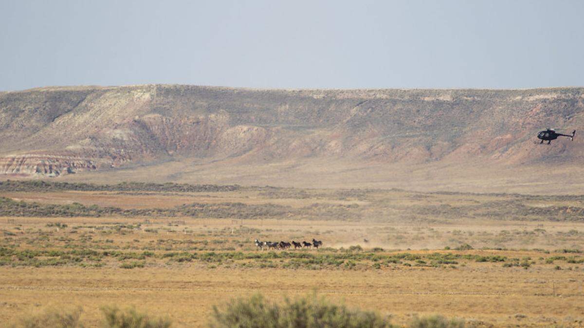 A wild horse roundup in Wyoming ended two weeks early after more than 1,600 animals were removed from the range, officials said.