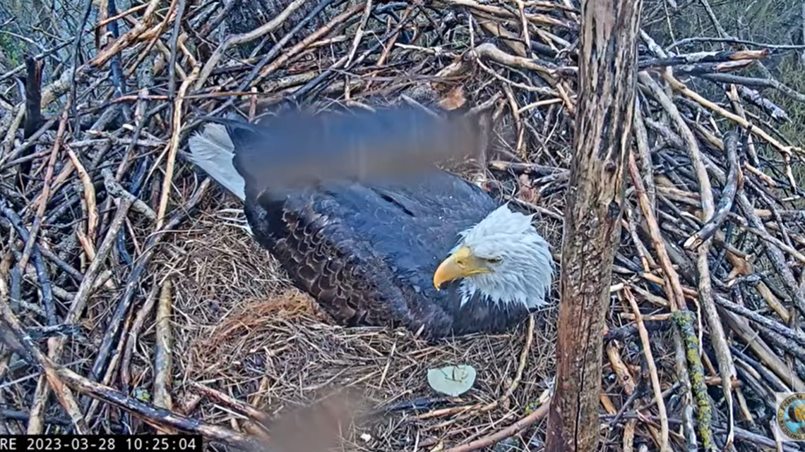 Liberty and Guardian’s egg will not be hatching, the group said March 28. The egg appears to be broken in the nest.