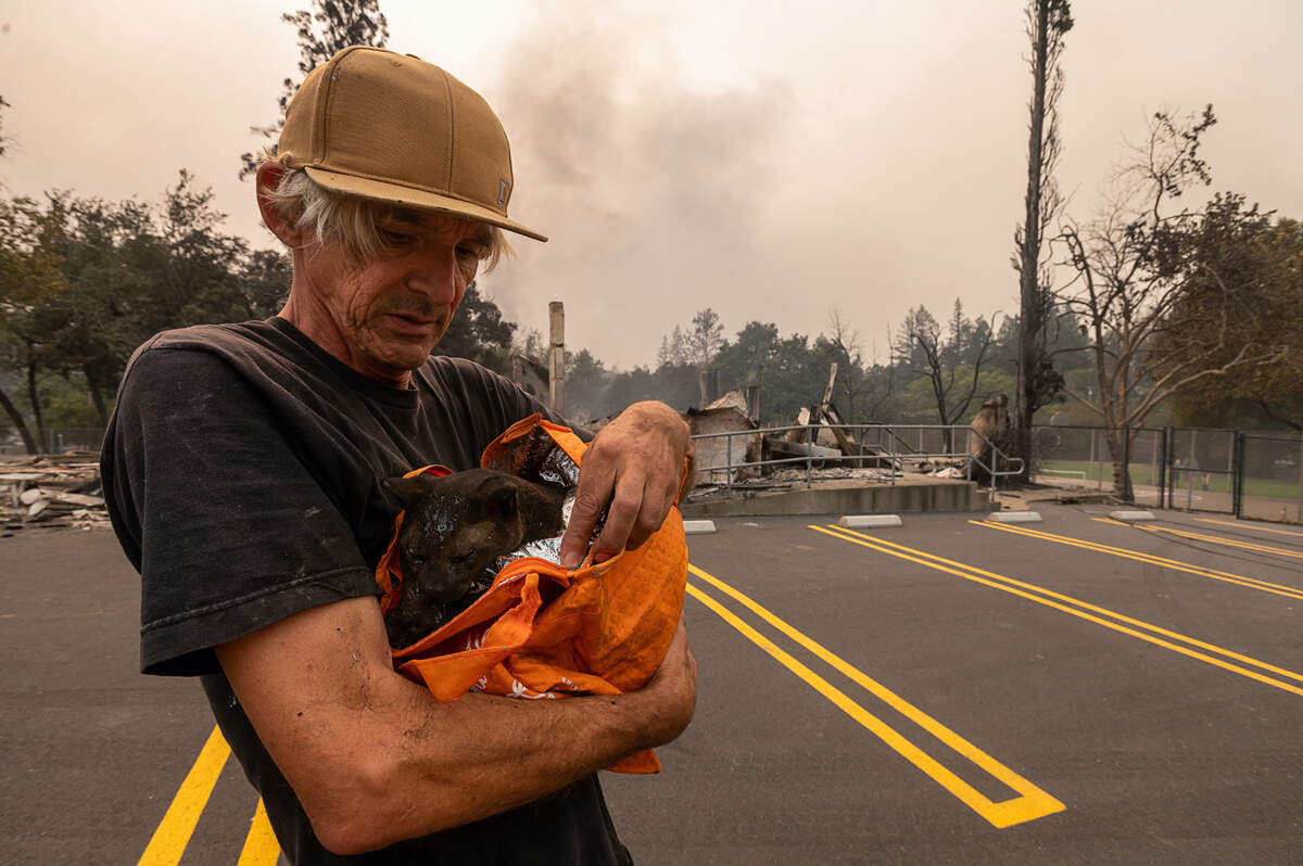 Peter Emerson, who lost his home in Deer Park in the Glass Fire, holds an injured cat he found wandering the streets on Monday. He was able to give the cat to animal control officials.