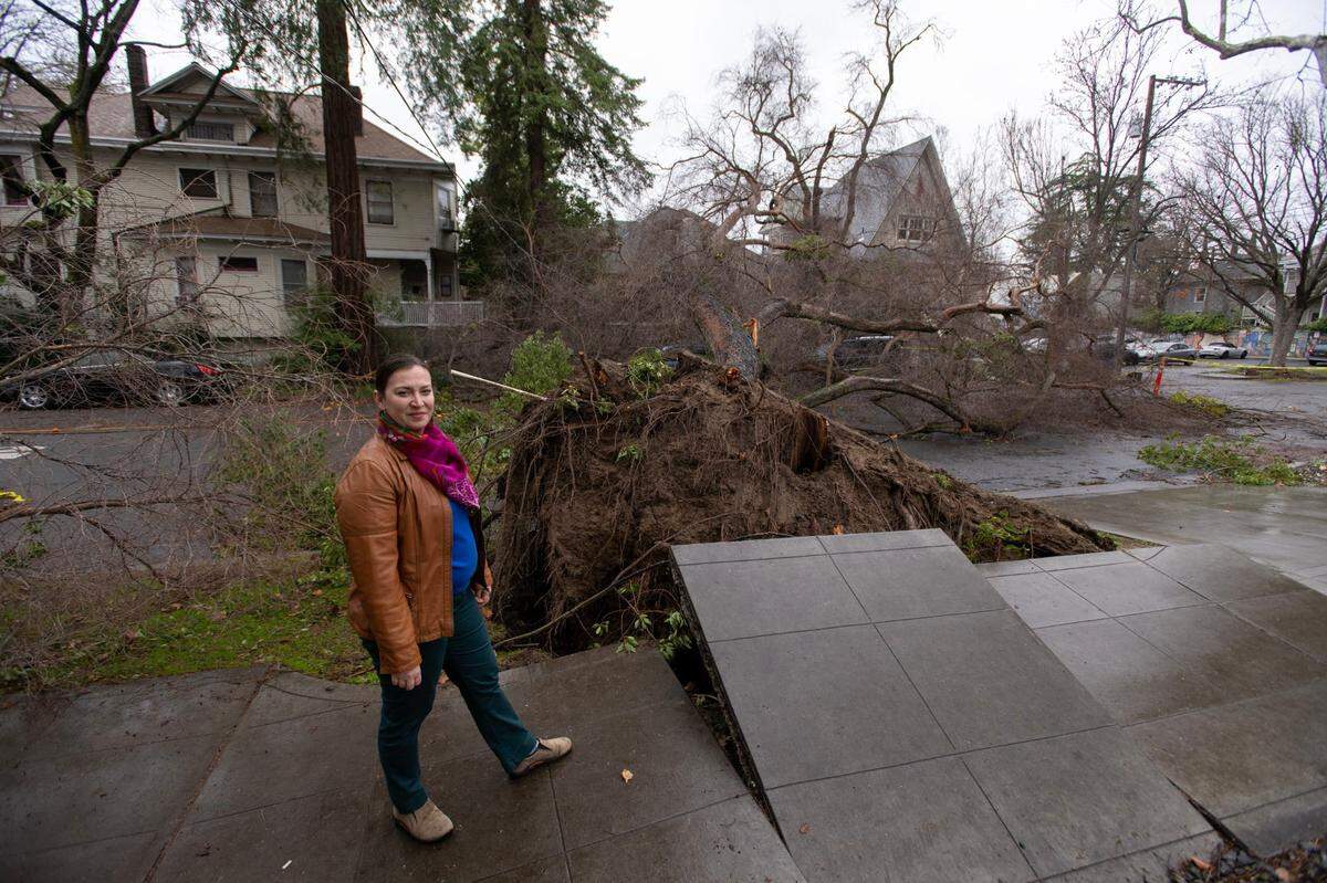 Jessica Sanders, executive director of the Sacramento Tree Foundation, stands on 23rd Street near L Street on Wednesday where a Chinese Elm tree was uprooted during a recent storm. An estimated 1,000 trees fell in Sacramento during recent storms.