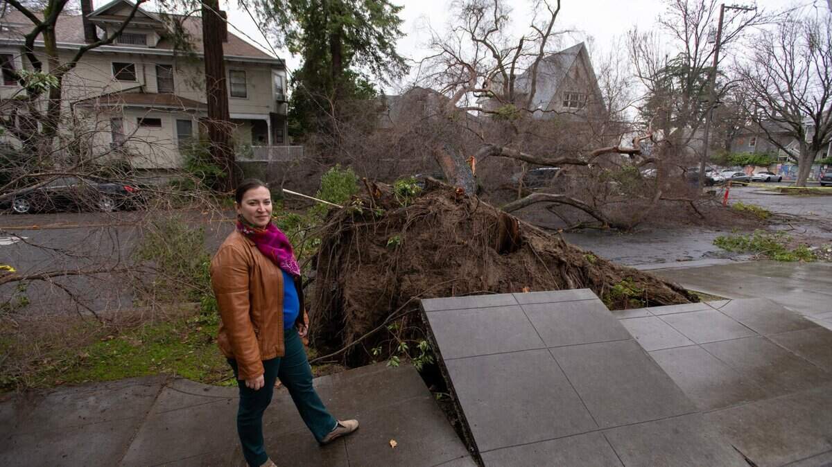 Jessica Sanders, executive director of the Sacramento Tree Foundation, stands on 23rd Street near L Streets Wednesday, Jan. 11, 2023, where a Chinese Elm tree was uprooted during a storm. Some 1,000 trees fell in Sacramento and many more in the surrounding region.