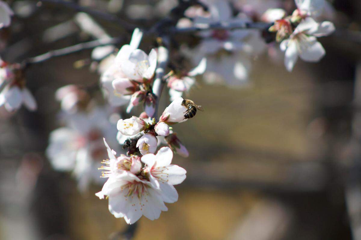 A honeybee latches onto a flower blooming from an almond tree branch in one of Sarbdeep Atwal’s orchards on Friday, Feb. 14, 2025, in Olivehurst. A nationwide bee shortage and rise in hive thefts have collided during California’s almond bloom.