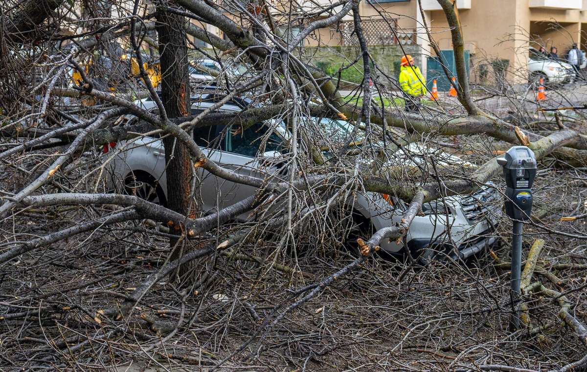 A large tree branch covers 15th Street and multiple cars between N and O streets in Sacramento on Sunday, Feb. 4, 2024, after high winds caused tree damage across the region.
