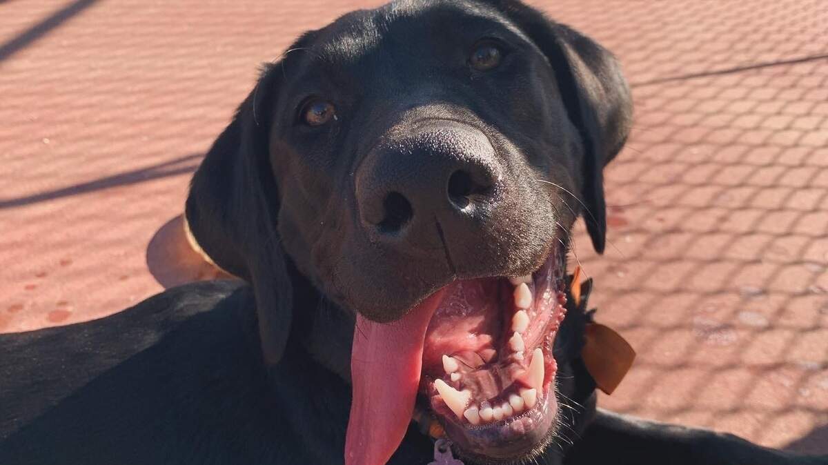 This is Rae, deputy audience editor Samantha Sullivan’s dog. She is a four-year-old black lab. Unfortunately, Rae is not competing in The Sacramento Bee’s cutest dog competition.