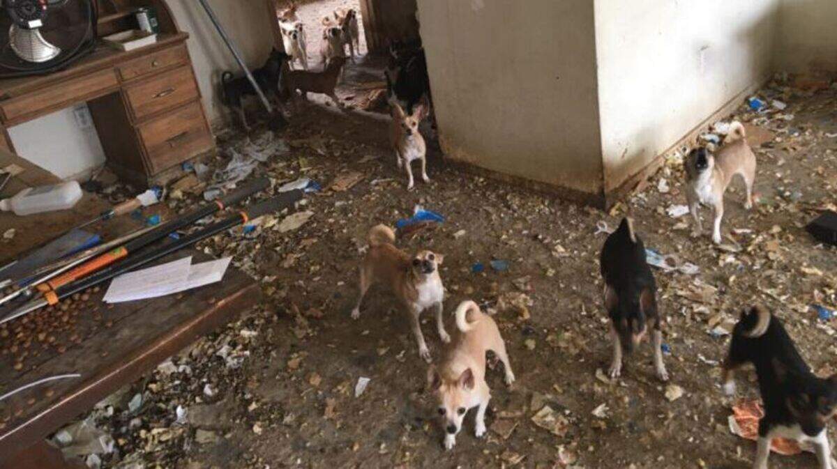 Constables serving an eviction notice Thursday in Phoenix, Arizona, found the house empty - except for an estimated 35 Chihuahuas apparently abandoned by the previous resident, authorities say.