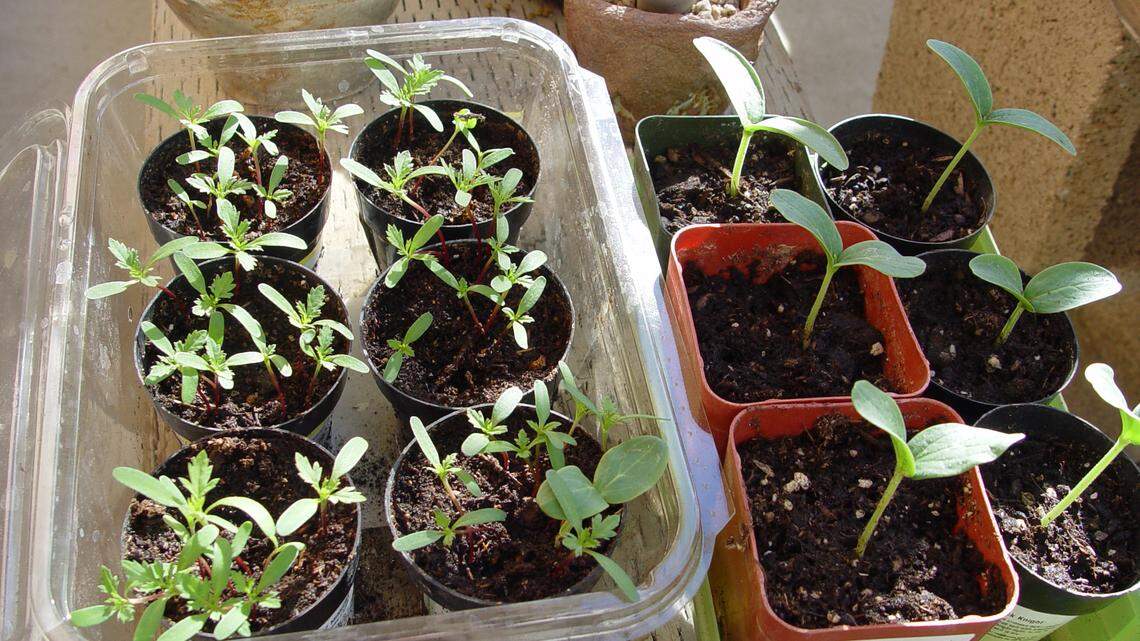 What to plant now? March offers wide range of gardening opportunities