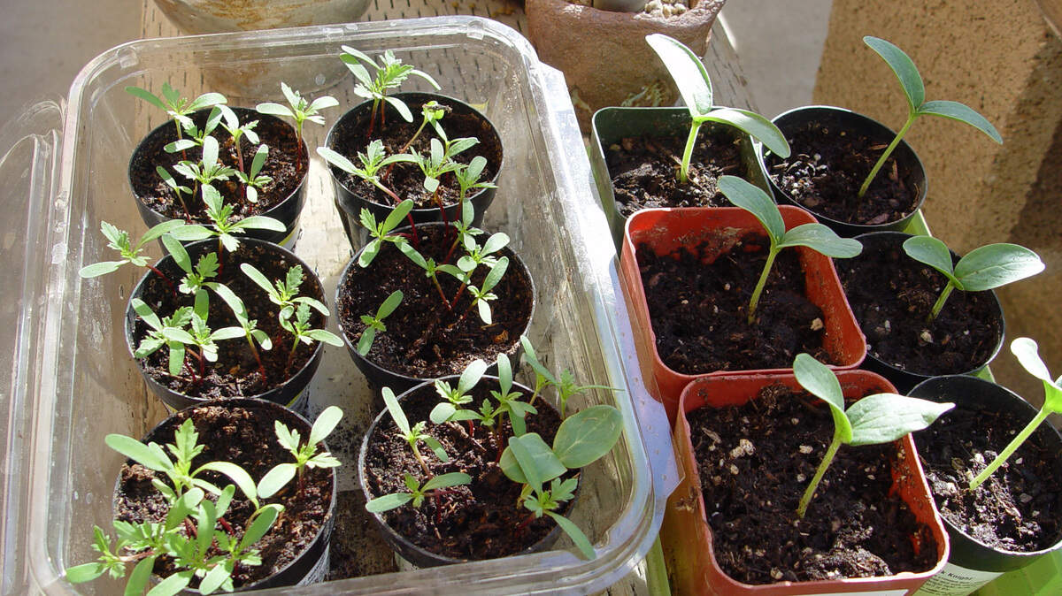Now is the right time to start summer vegetables indoors. As the seedlings develop, transplant them to larger containers so their roots can develop before moving outdoors into the garden.