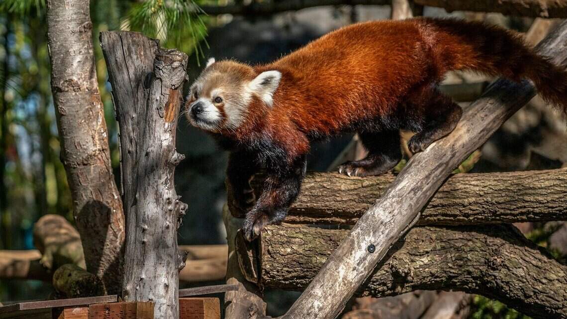 Here is when to spot a red panda at the Sacramento Zoo | Sacramento Bee