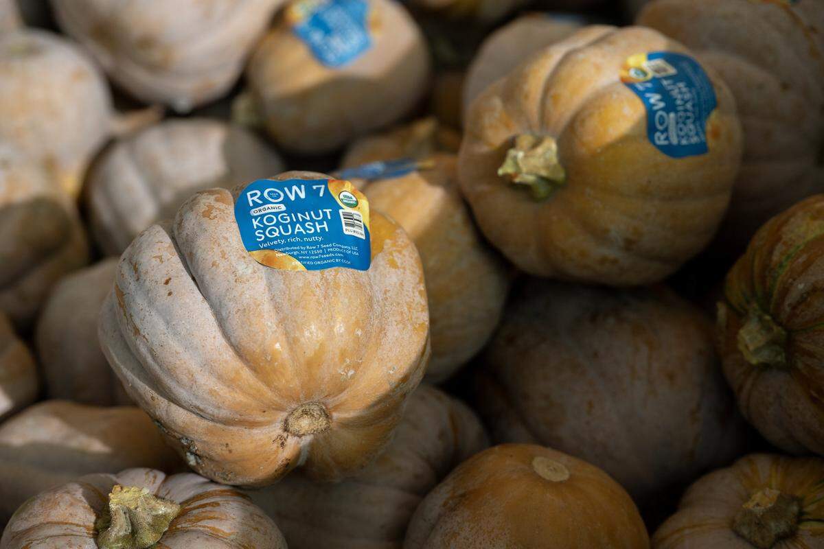 Workers sort and clean koginut squash, a small pumpkin that has a velvety texture and rich, nutty flavor, grown at Durst Organic Growers for Row 7 Seed Co. in Esparto on Oct. 17.