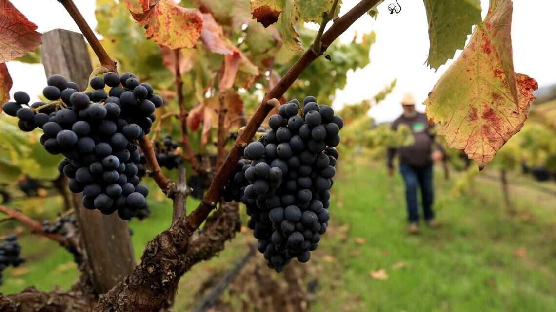 A global wine giant is downsizing its California assets. Where will that happen?